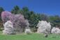 Arnold Arboretum Boston MA - April 24 2014